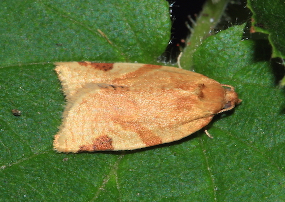 Paramesia gnomana (Tortricidae)